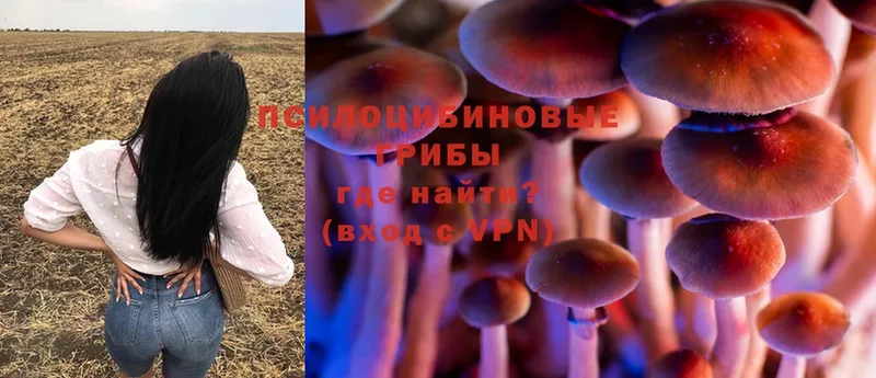 Галлюциногенные грибы Psilocybine cubensis  Заполярный 